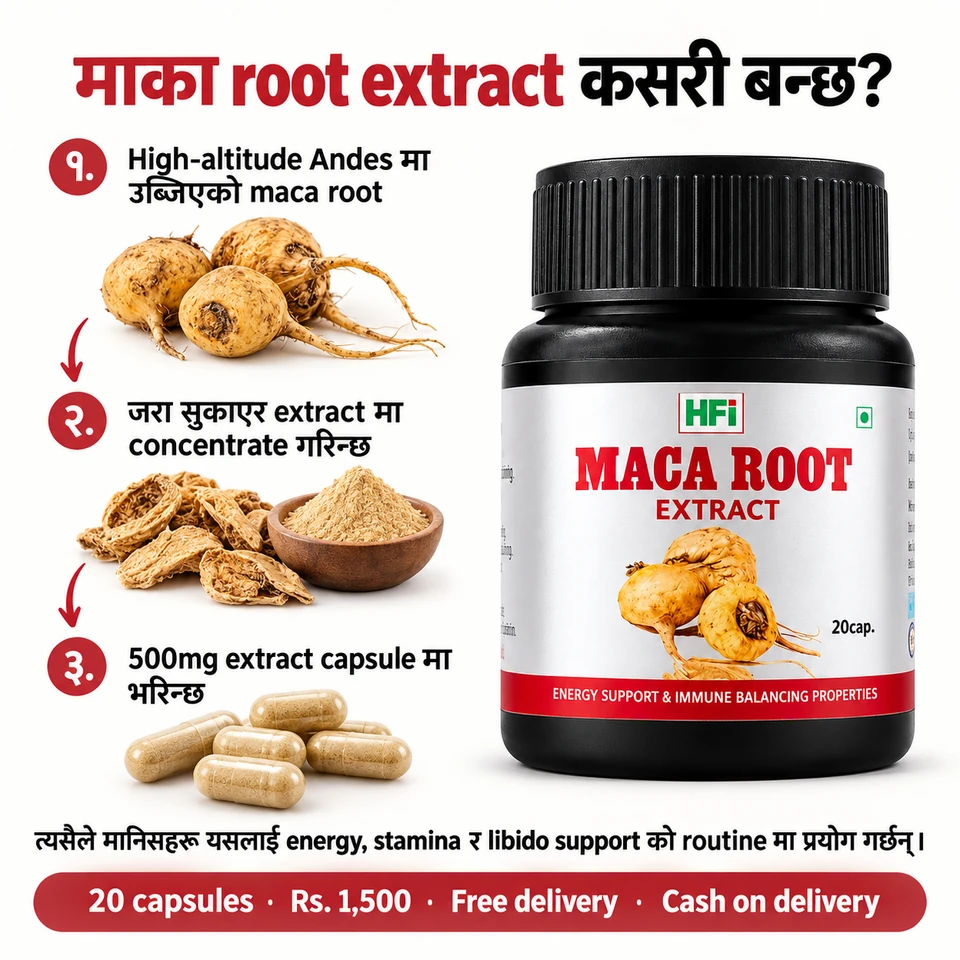 Maca root लाई सुकाएर concentrate गरी 500mg extract capsule मा राखिएको जानकारी।